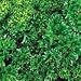 Organic Moss Curled Parsley 100 Seeds - Heirloom - Herb