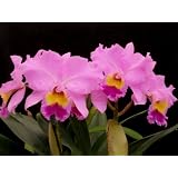 Cattleya Mark Rose (orchid plant)
