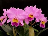 Cattleya Mark Rose (orchid plant)