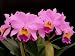 Cattleya Mark Rose (orchid plant)