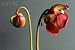 Wallmonkeys Peel and Stick Wall Decals - Sarracenia - Removable Graphic