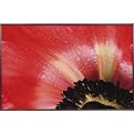Poppy Plaque Wall Art - 23 x 15"