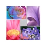 Umbra Loft Pinwheel Multi-Opening Frame - 4x6