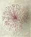 Allium Seedhead II: Elisabeth Verdonck. 19.75 inches by 23.50 inches. Art Poster Print.