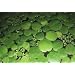 10 x Froschbiss (Limnobium laevigatum), S�damerika