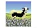 Iris and Buttercup the Cow Giclee Poster Print by Linda Braucht, 16x12