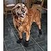 Ultra Paws TrAction Dog Boots - Small
