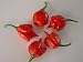 Trinidad Scorpion Hot Pepper 10 + seeds HOTTER than the Bhut Jolokia by Seeds and Things