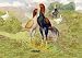 Malay (Chickens) - Paper Poster (18.75 x 28.5)