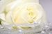 Rose - 18