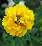 Amazon / Hirts: Perennials; Sun: Lady Stratheden Avens Perennial - 25 Plants - Geum