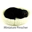 Pet Miniature Pinscher - Pet Mate / Nap Breathing Life Like Dog in Bed Sleeping