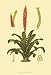 Tropical Tillandsia - Vision studio Art Print Poster 13 x 19
