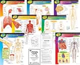 CHART PACK THE HUMAN BODY