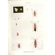 Indian Insects DYSDERCUS CINGULATUS BEETLE