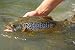 Wallmonkeys Peel and Stick Wall Decals - Brown Trout - Removable Graphic