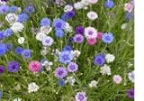 2,000 Bachelor Button Seeds with Free Shipping