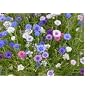 2,000 Bachelor Button Seeds with Free Shipping
