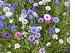 2,000 Bachelor Button Seeds with Free Shipping
