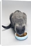 Canvas Prints of Chartreux Cat - feeding from bowl with dry food from Ardea Wildlife Pets