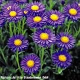 【メール便配送】　国華園　花たね　多年草　アルペンアスター　ダークビューティ　1袋(約100粒)