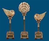 SI 91-4423 Set of 3 Cultured Seashells