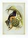 John Gould - Trogon Viridis Size 11.75x15.75 - John Gould Art Print Poster 11.75 x