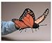 Plush Butterfly Puppet 14