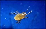 FUNGUSFLY KILLER - 25000