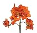 House of Silk Flowers Artificial 17-Inch Phalaenopsis Orchid, Mini, Paprika Orange