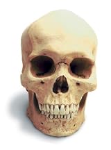 Human Male Skull Antique Finish