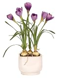 Crocus Silk Plant with Glazed Pot