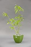 Buddha Belly Bonsai Indoor Outdoor in fully Biodegradabe Pot Makes Unique Gift for Home Decor or Office Decor Great for Interior Design or Patio Decor Evergreen Perennial Clumping Grass Great Green Holiday Gift FREE SHIPPING