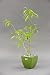 Buddha Belly Bonsai Indoor Outdoor in fully Biodegradabe Pot Makes Unique Gift for Home Decor or Office Decor Great for Interior Design or Patio Decor Evergreen Perennial Clumping Grass Great Green Holiday Gift FREE SHIPPING