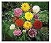4 Mixed Dahlia Bulb Collection