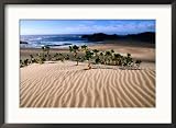 Dune Plants and Beach, Robberg Nature and Marine Reserve, Plettenberg Bay, South Africa Framed Photographic Poster Print by Ariadne Van Zandbergen, 29x21