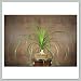 Ponytail Palm Bonsai Tree I