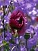 Poppy Flower and Seed Pod Among Blue Flowers Photographic Poster Print by Ed George, 12x16