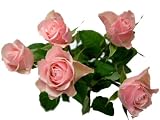 フローレンス　【ピンク】　10本　◆バラの花束◆　