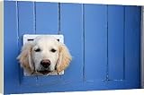 Box Canvas Print of Labrador from RSPCA