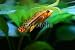 Wallmonkeys Peel and Stick Wall Decals - Apistogramma Cacatuoides - Removable Graphic