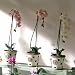Kew Orchid Pot (Ivory)