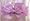 Lavender Band/Lavender Bow