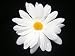 NEW Small Bright White Daisy Hair Flower Clip, Limited.