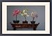 Framed Prints of PPG-1576 Bonsai - (left to right) Malus, Japanese Peach (Prunus) and Wistaria from Ardea Wildlife Pets