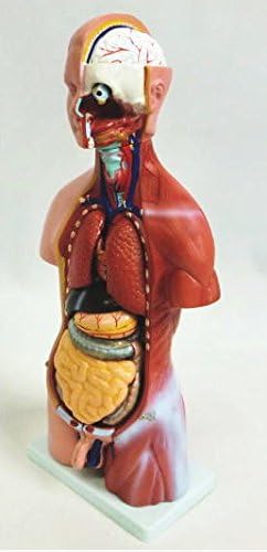 Mannequin 46cmGX-205 23 parts removable that your belly look [JUEKO] JK-3373A