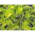 Carnivorous Venus Fly Trap Plant