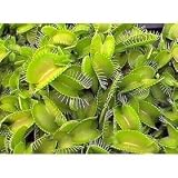 Carnivorous Venus Fly Trap Plant - Dionaea Muscipula