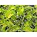 Outdoor Living : Carnivorous Venus Fly Trap Plant - Dionaea Muscipula