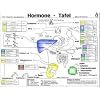 Hormone Tafel